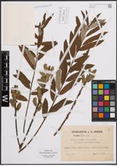 Foto von Salix cinerea L. x Salix viminalis L.